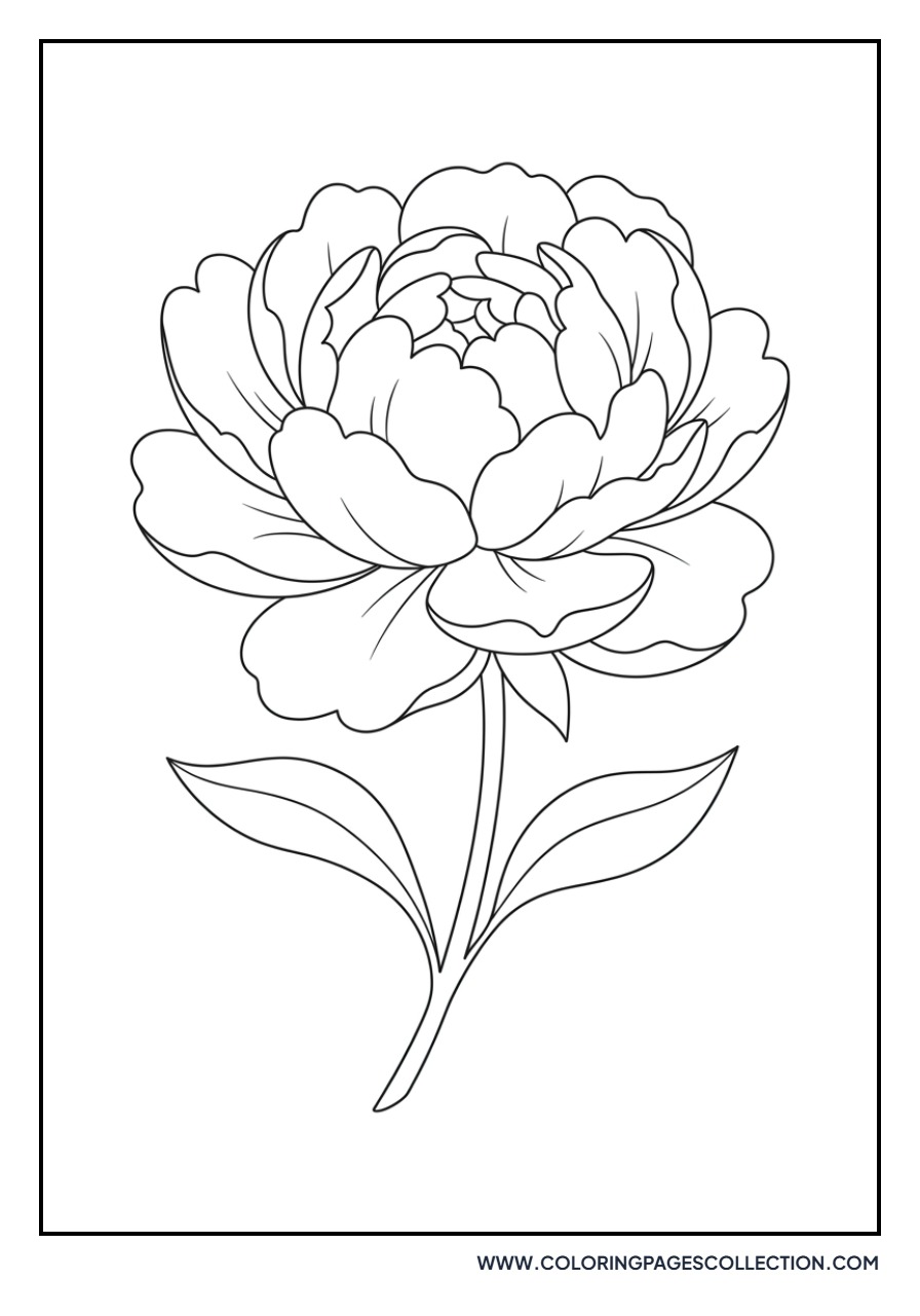 Peony in Full Bloom