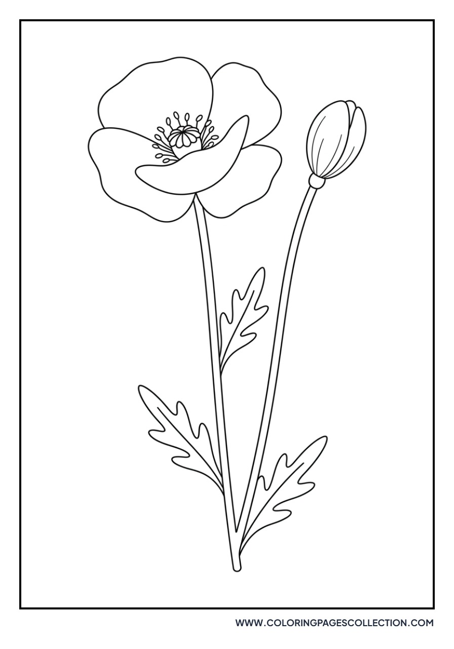 Poppy Bud and Bloom