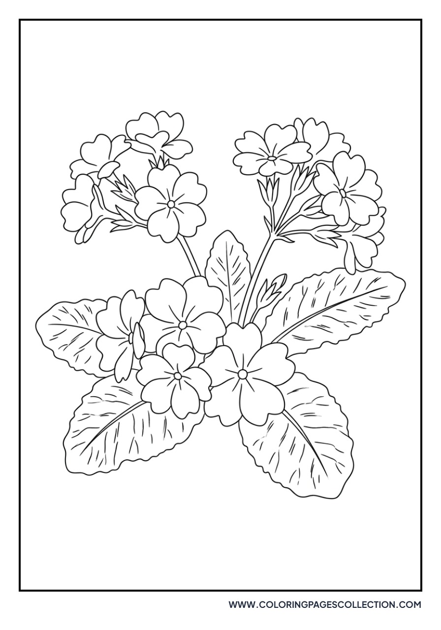 Primrose Spring Flower