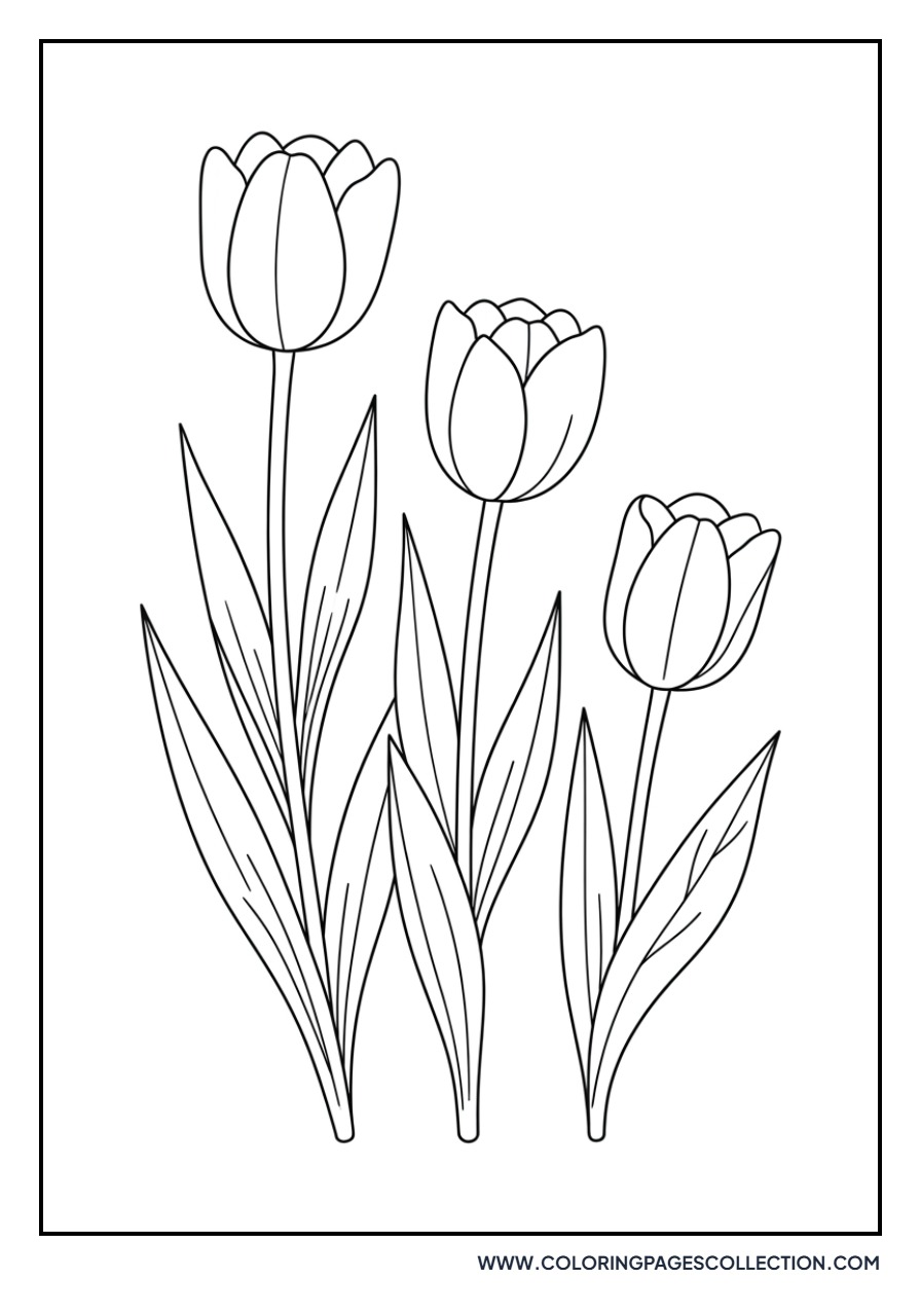 Spring Tulip Trio