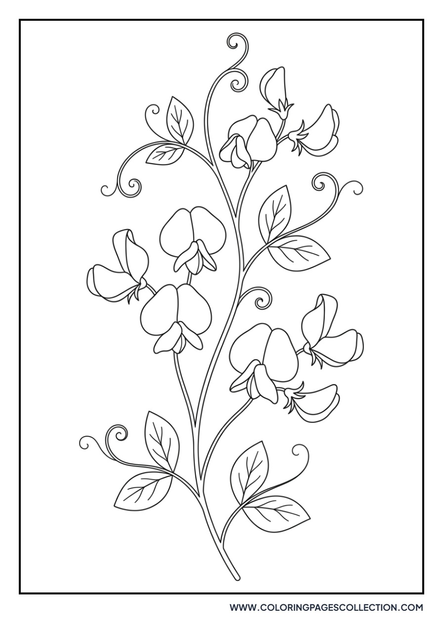 Sweet Pea Vine