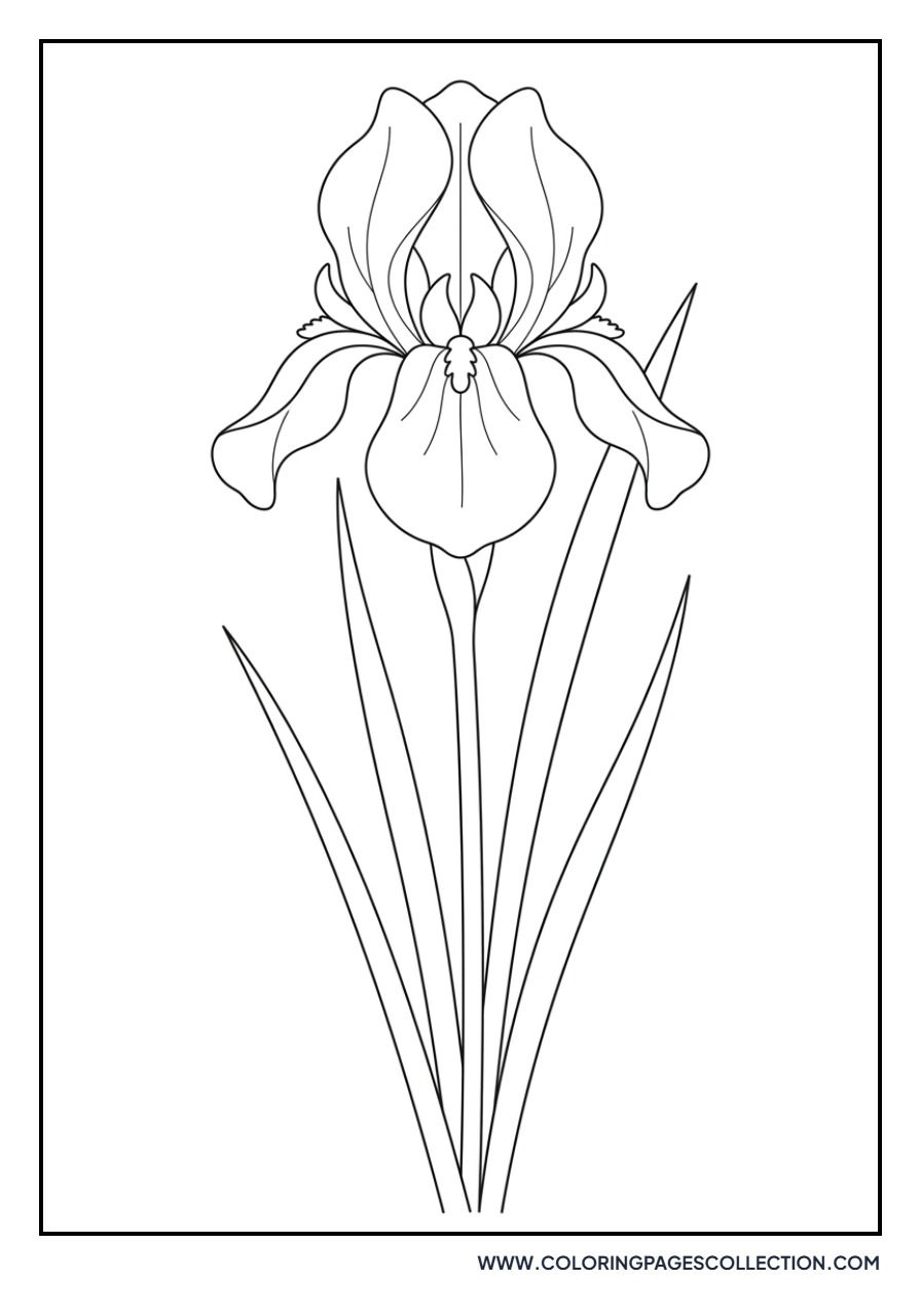 Tall Irises