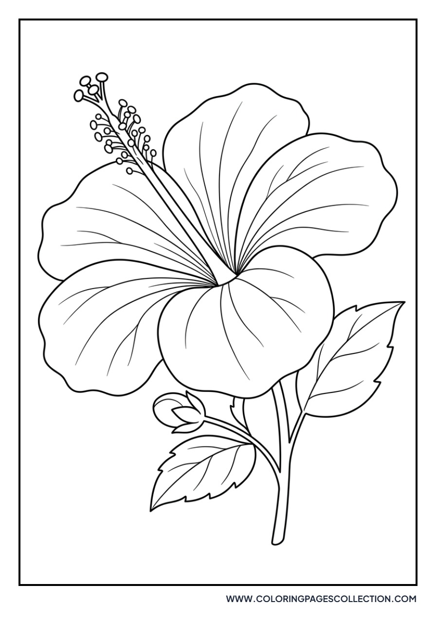 Vibrant Hibiscus Flower