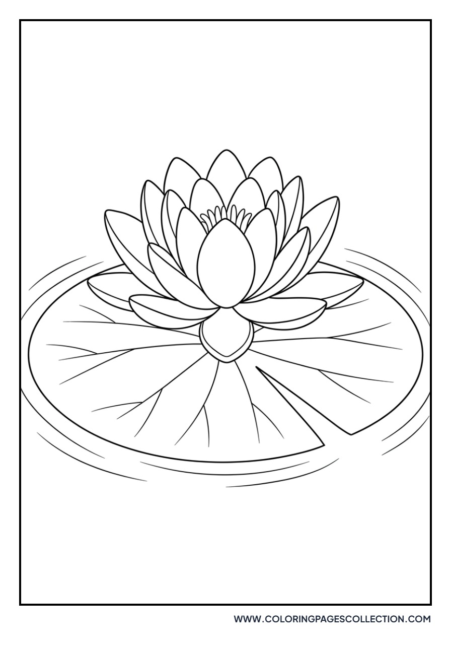 Water Lily on a Pad