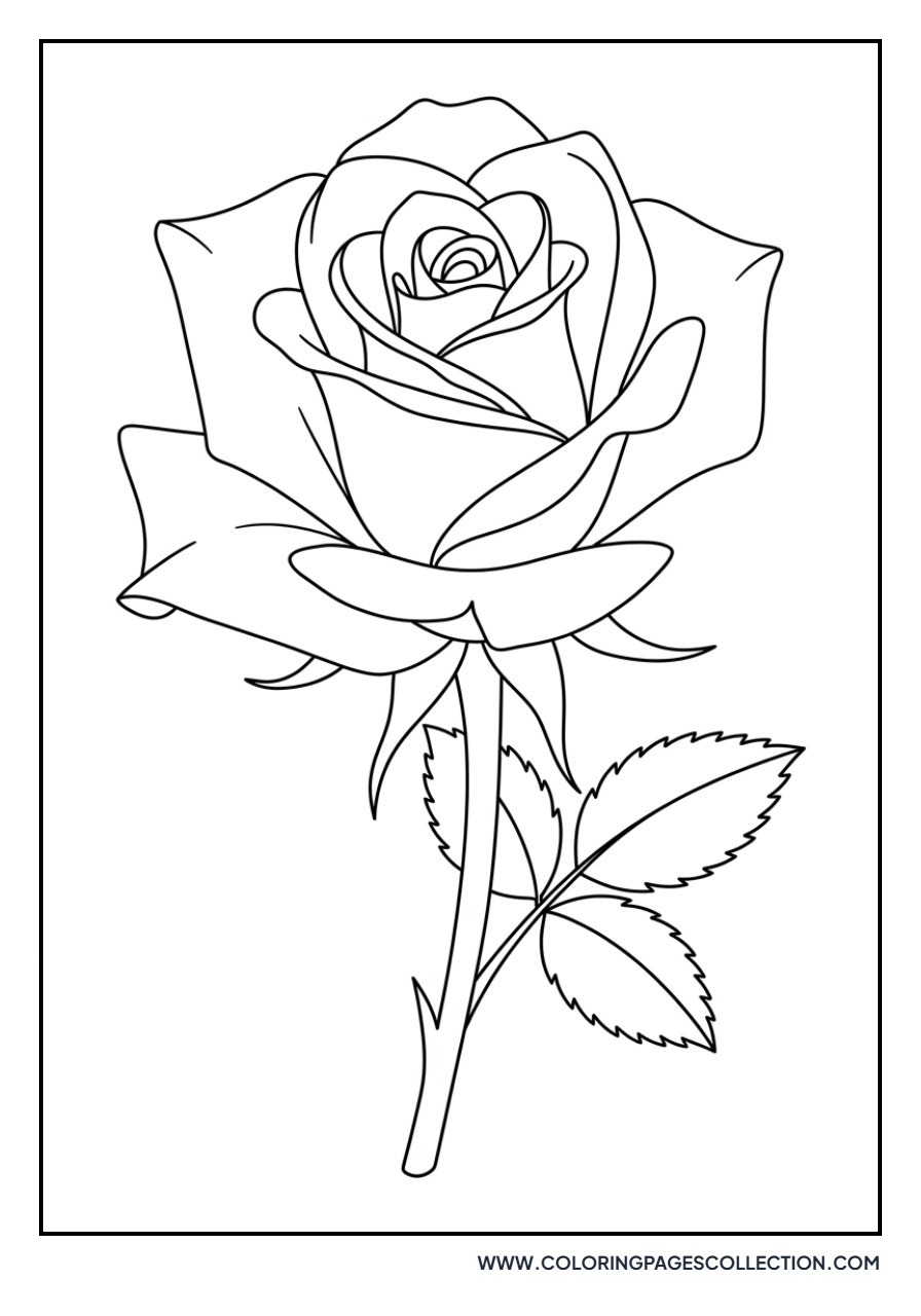 Detailed Hybrid Tea Rose