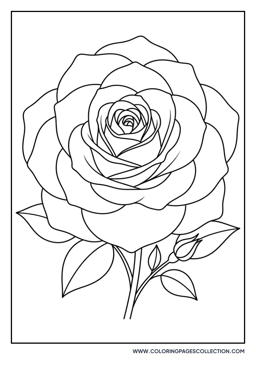 Fully Opened Rose Flower
