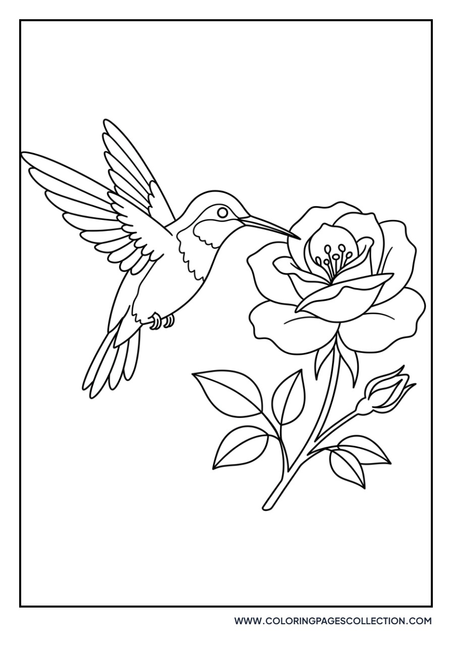 Rose and Hummingbird