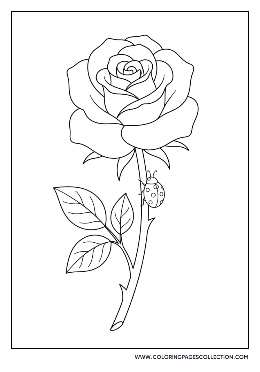 Rose with a Ladybug