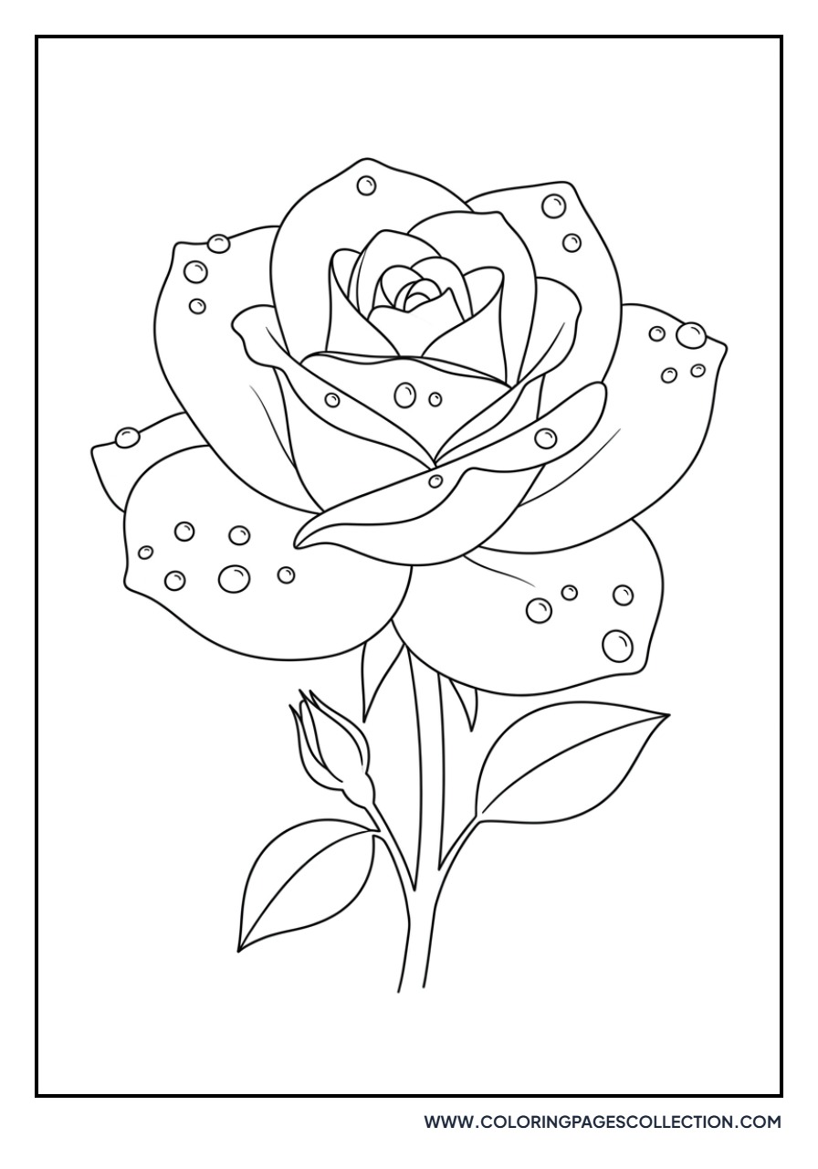 Rose with Dew Drops