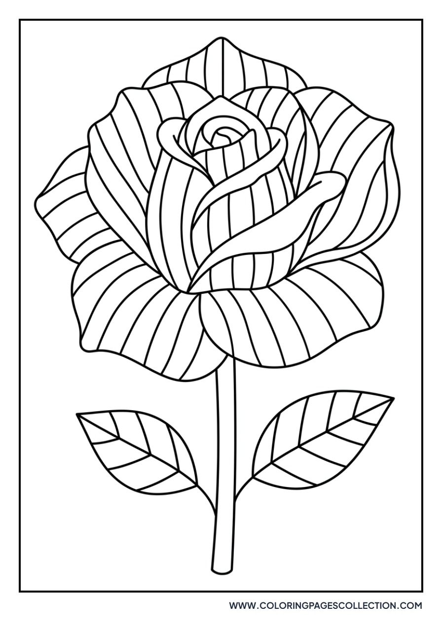 Rose with Striped Petals