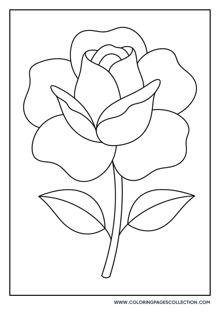 Rose with Thick Petals
