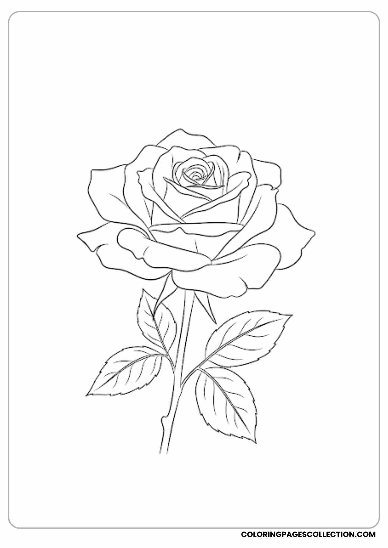 big rose outline coloring page
