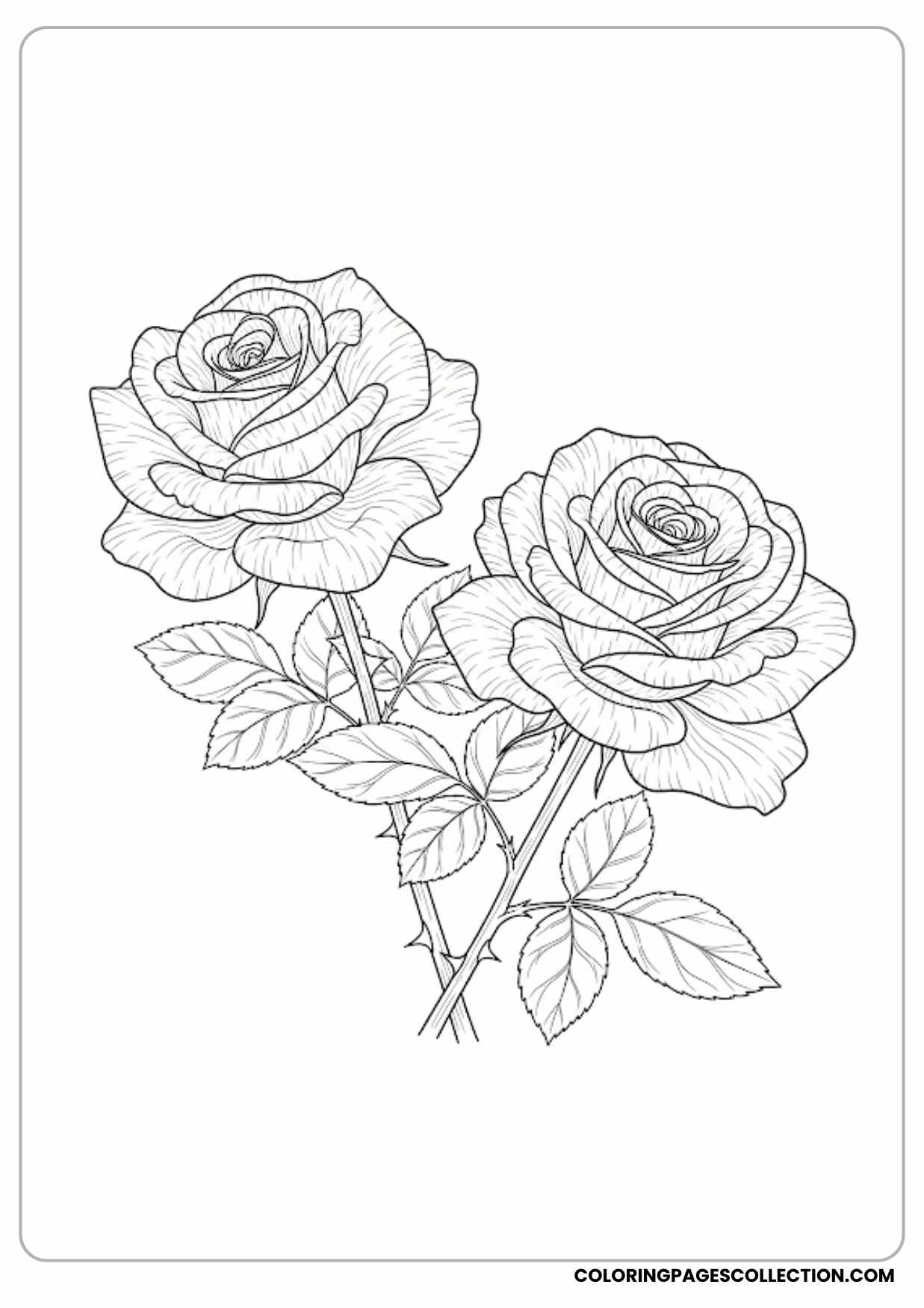 rose bouquet outline coloring page