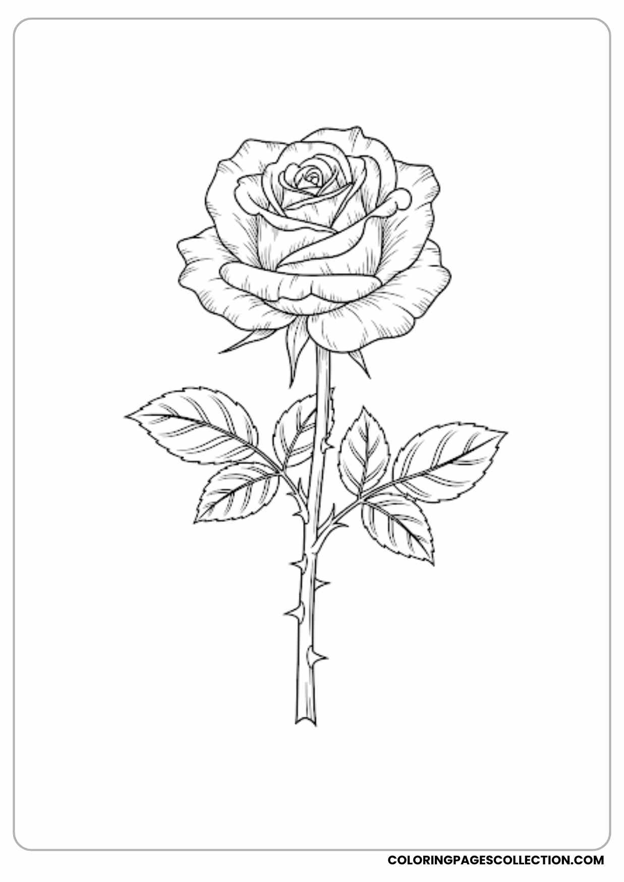 realistic rose bouquet coloring page