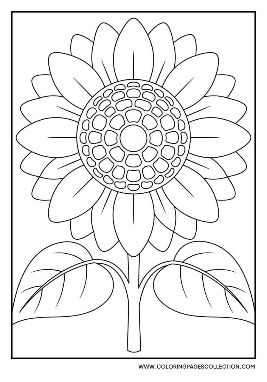 Large Sunflower with Large Leaves