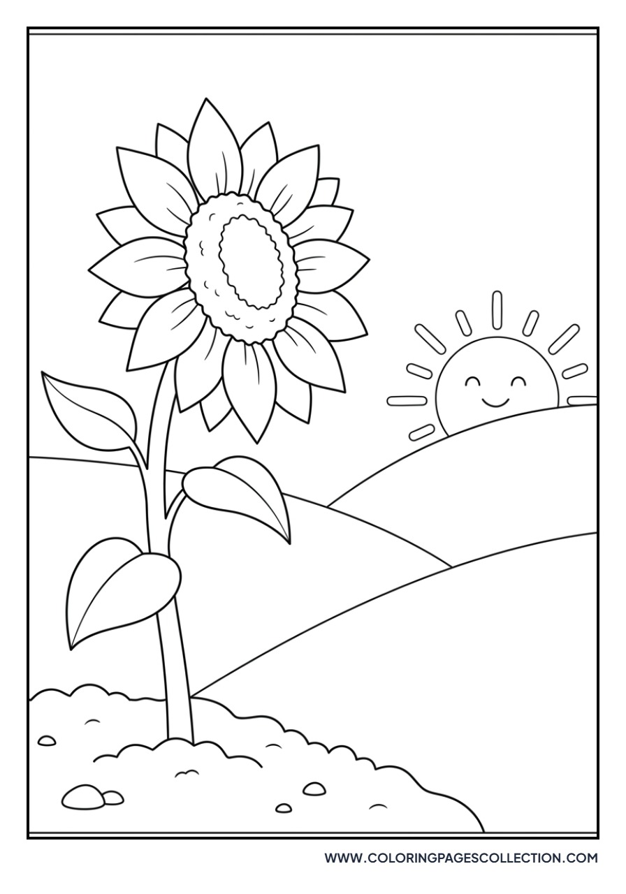 Sunflower at Sunrise