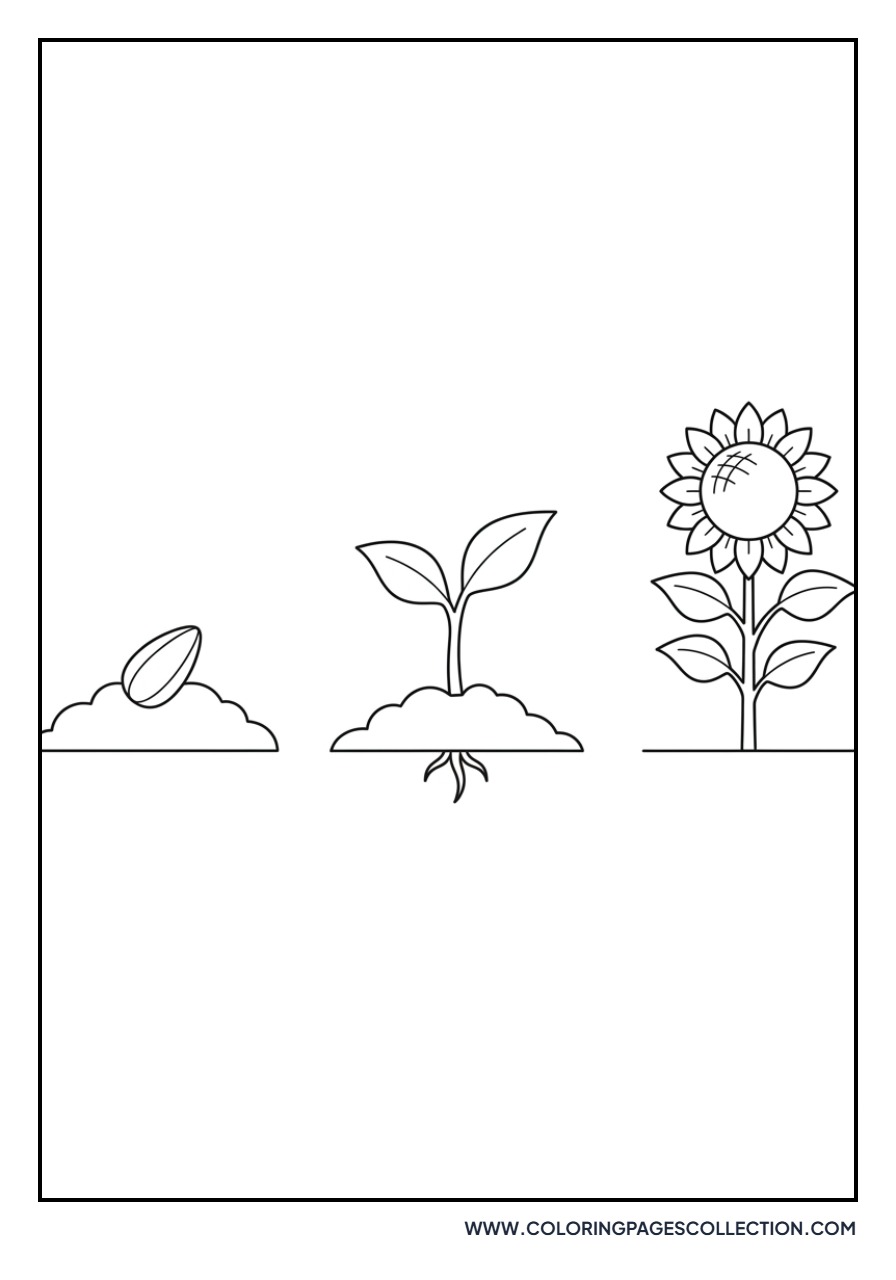 Sunflower Growing Stages
