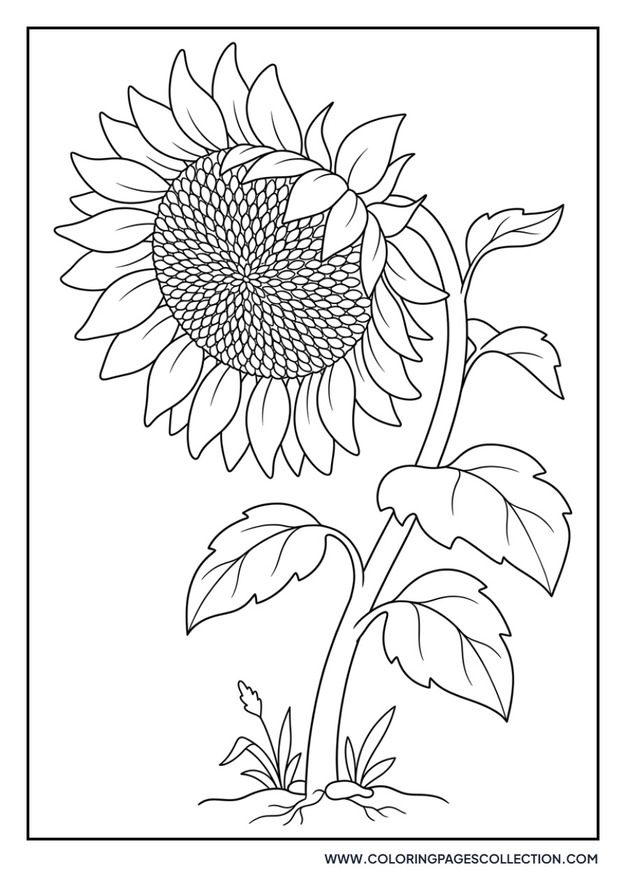 Sunflower Head Drying