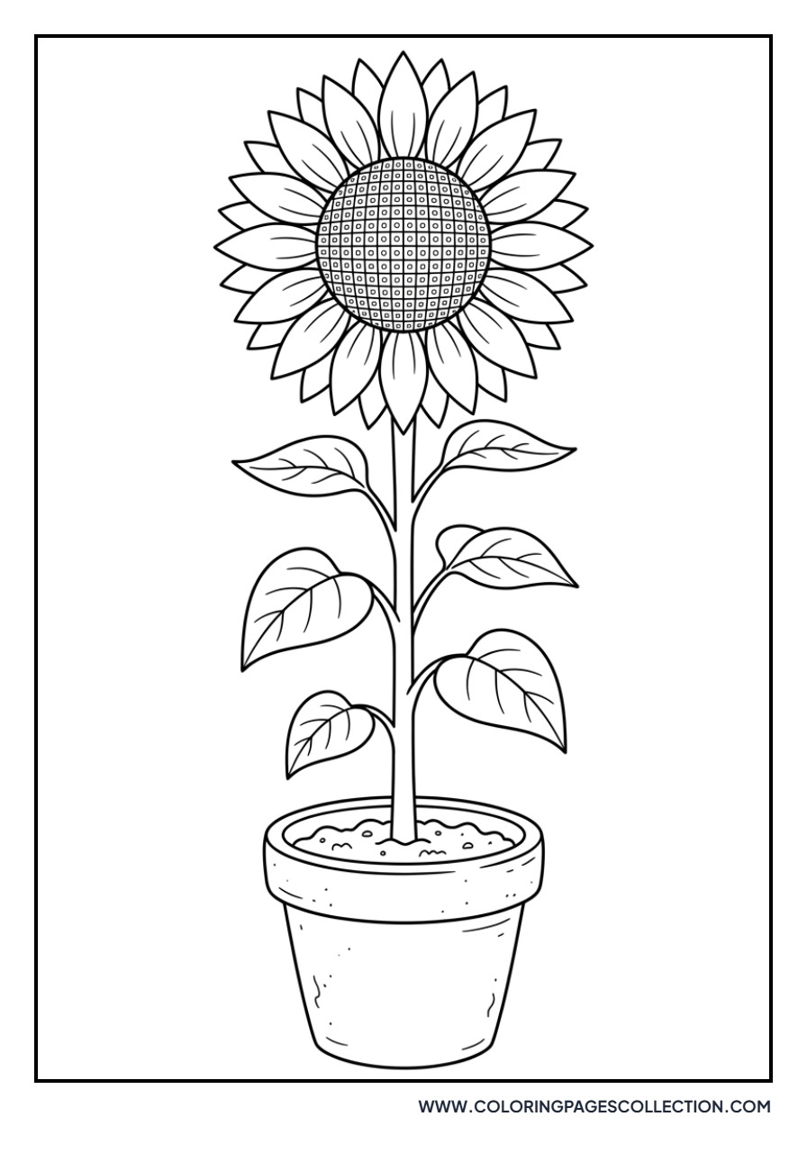 Sunflower in a Simple Clay Pot