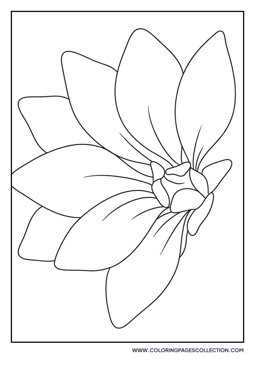 Sunflower Petal Close-Up