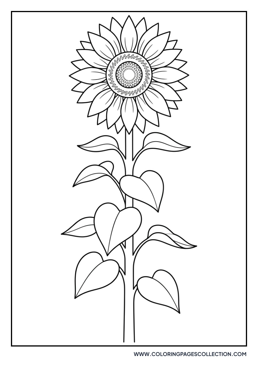 Tall Sunflower with Long Stem
