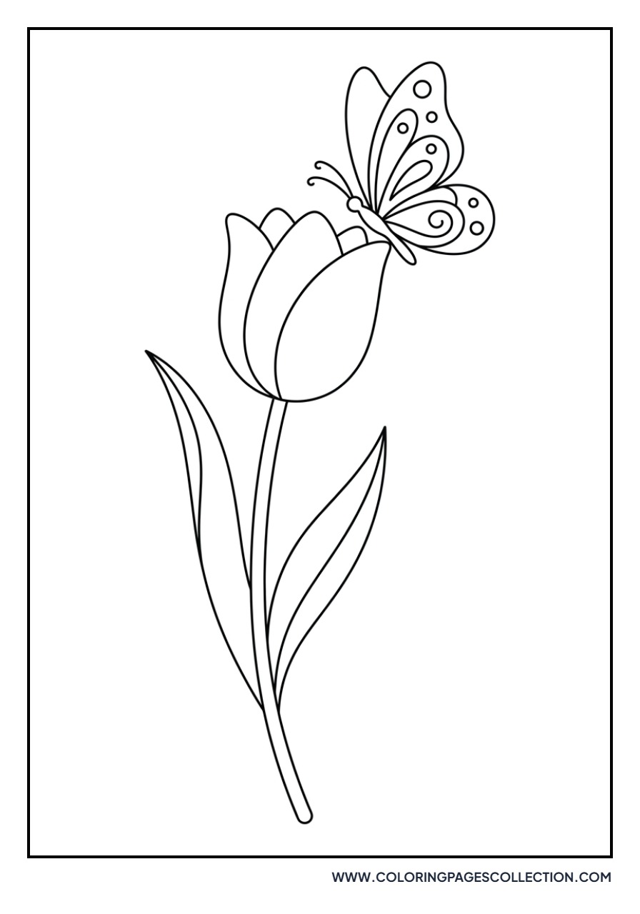 Butterfly Resting on a Tulip