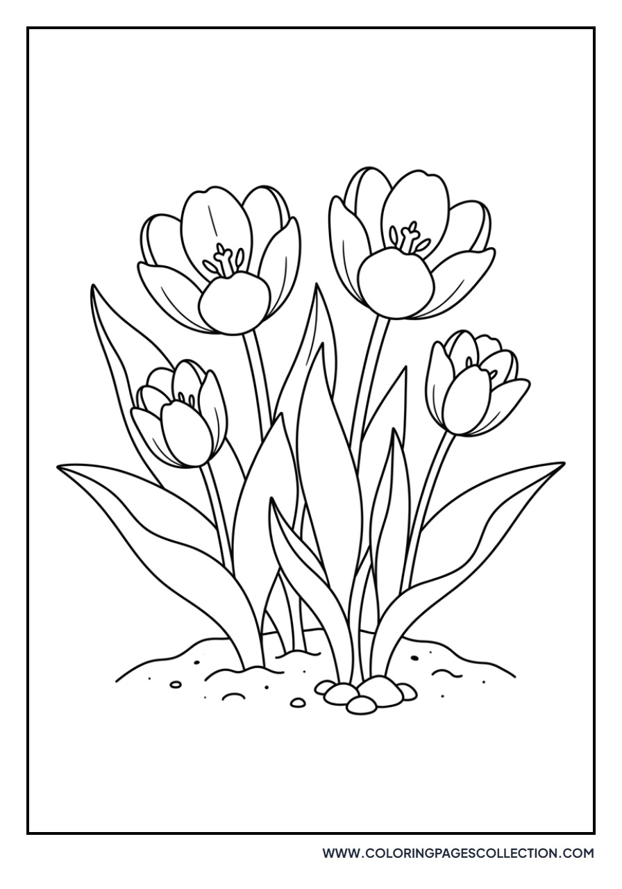 Darling Dwarf Tulips