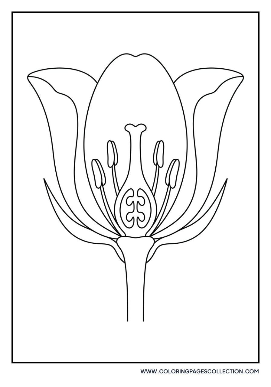 Detailed Tulip Cross-Section