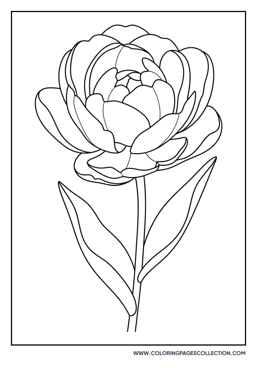Double Bloom Tulip Variety