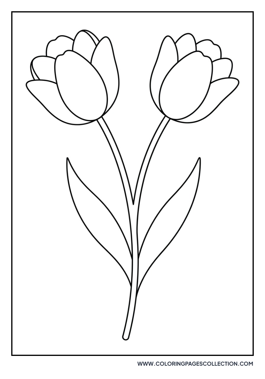 Double-Headed Tulip Plant