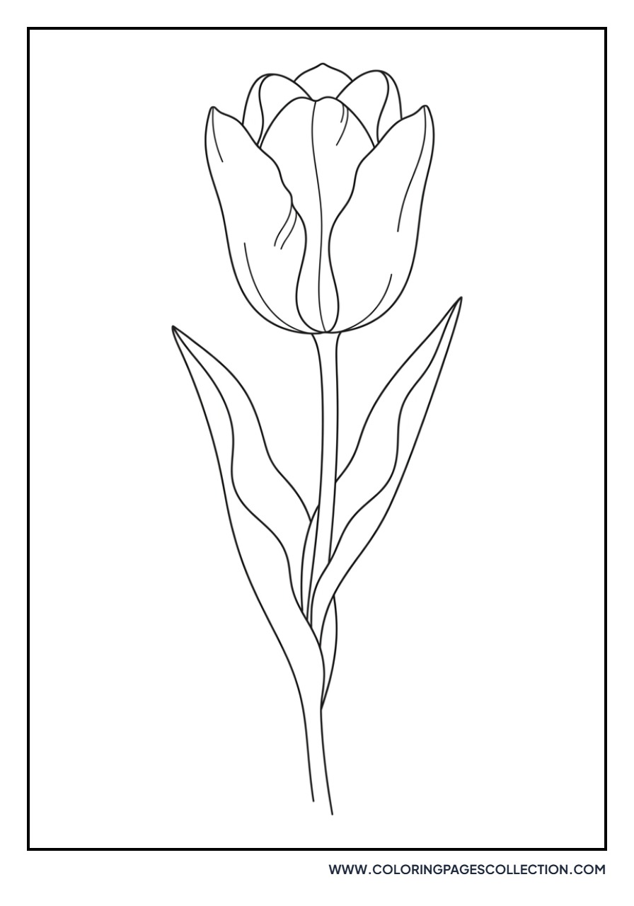 Fosteriana Tulip Botanical Illustration