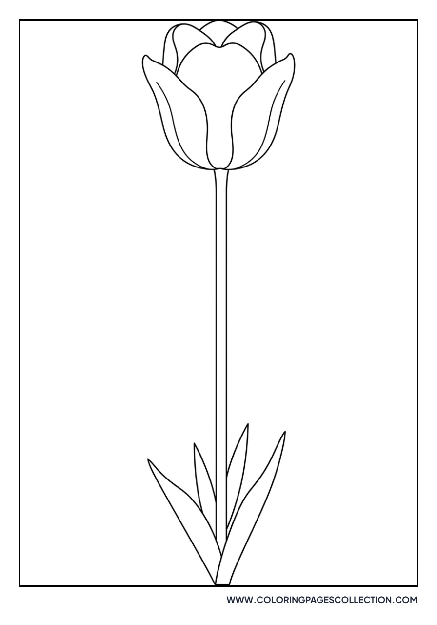 French Tulip with Long Stem
