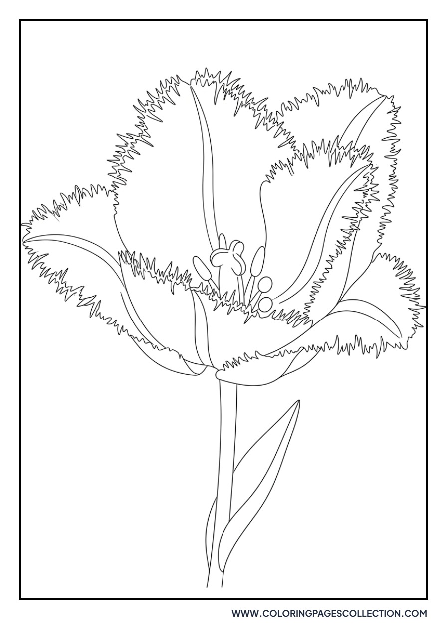 Fringed Tulip Botanical Study