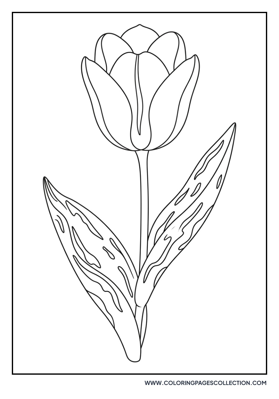 Greigii Tulip with Spotted Leaves