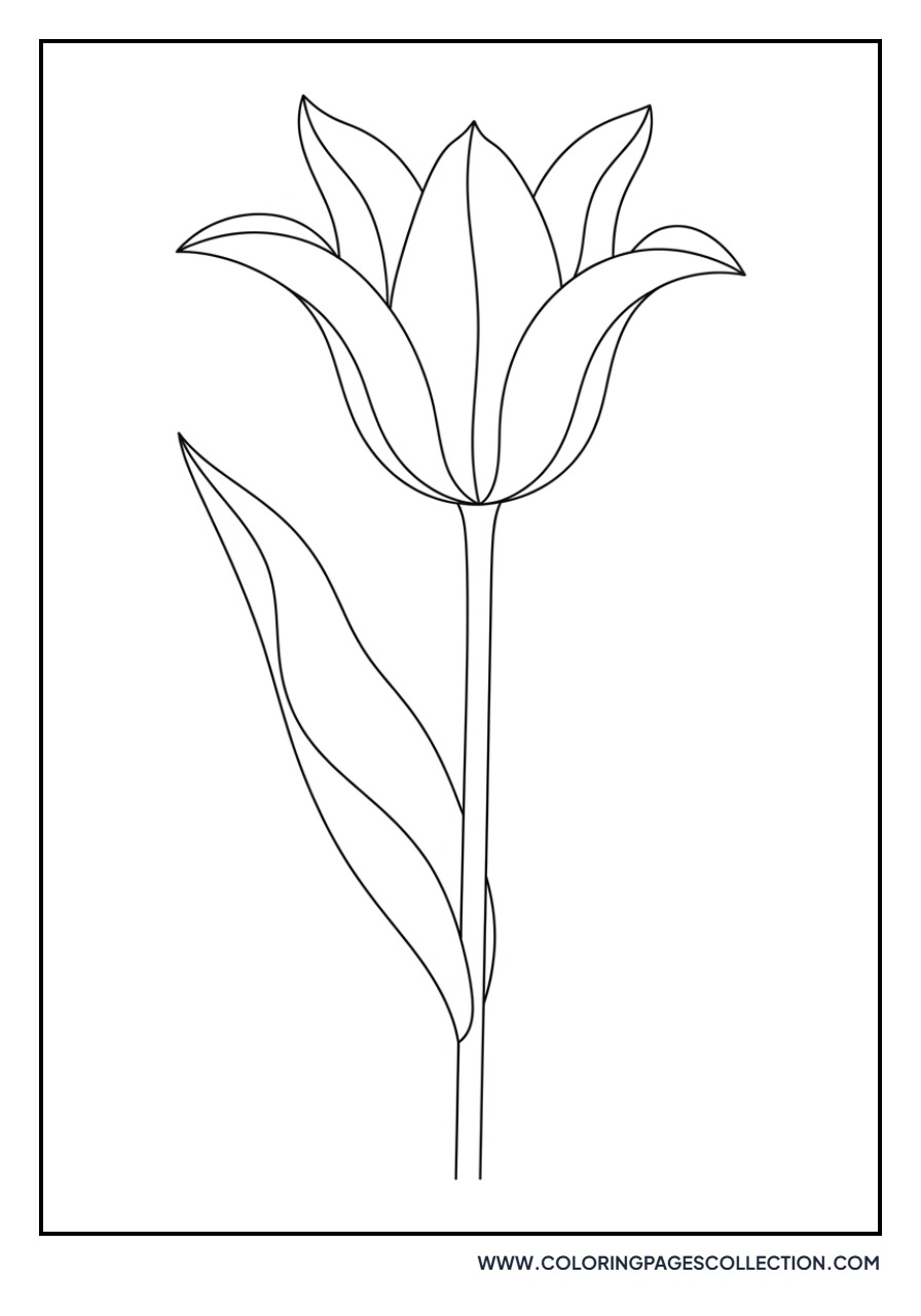 Lily-Flowered Tulip with Pointed Petals