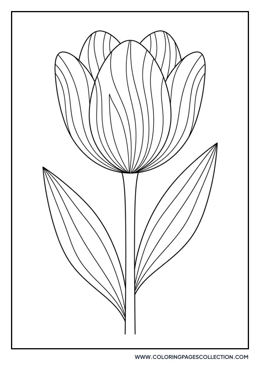 Multi-Colored Striped Tulip