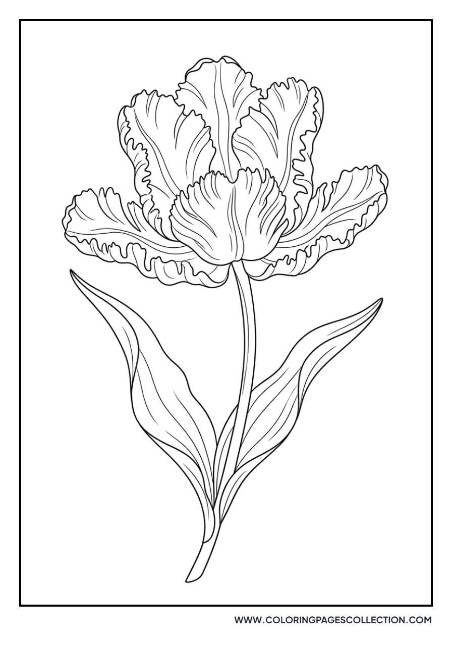 Realistic Parrot Tulip Petals