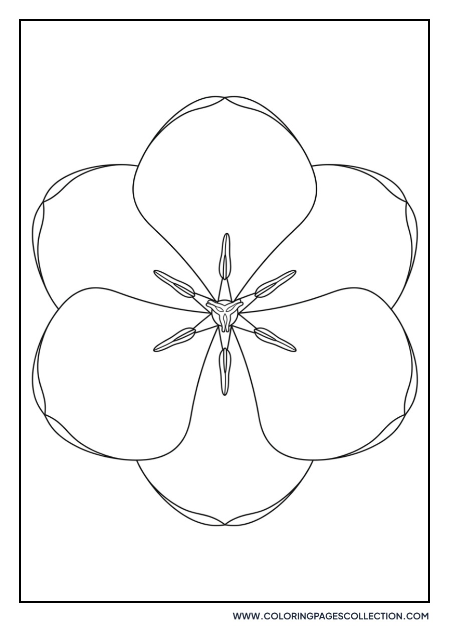 Star-Shaped Tulip Center