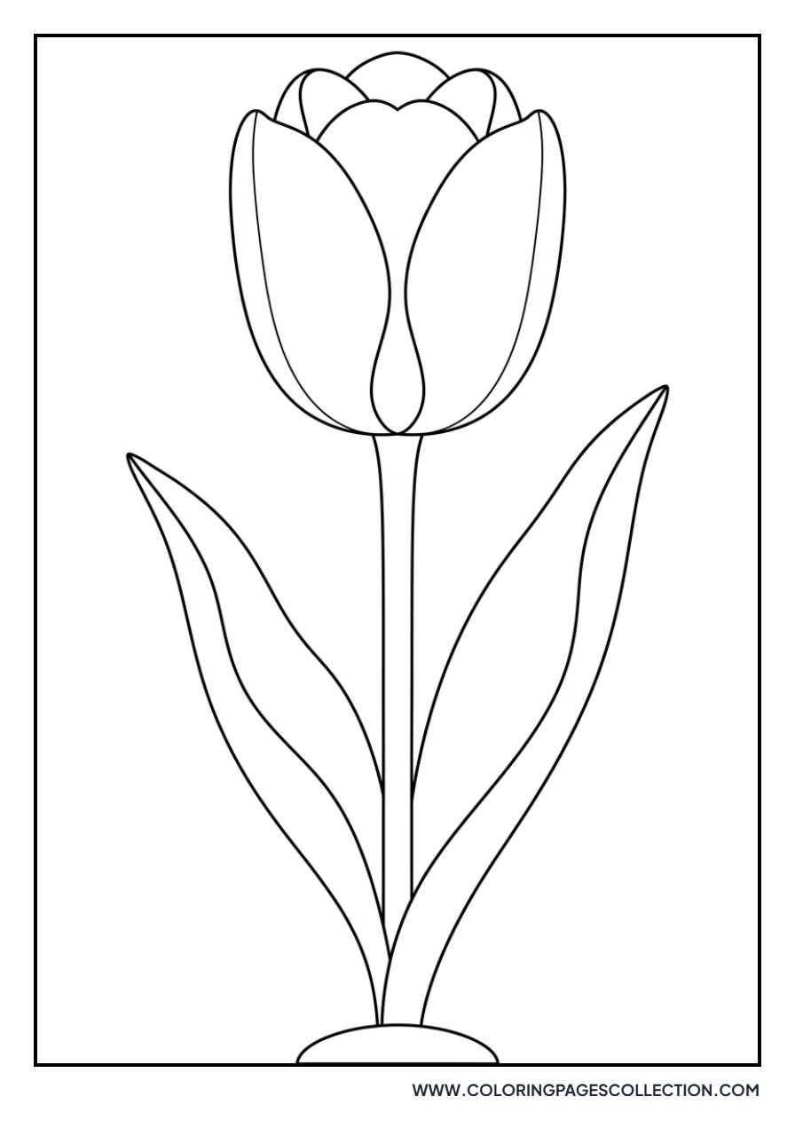 Tall Darwin Hybrid Tulip