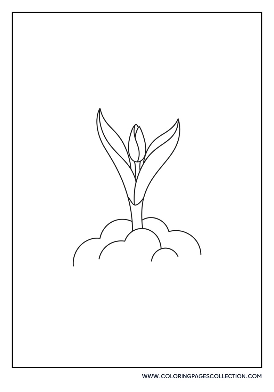 Tiny Tulip Sprout