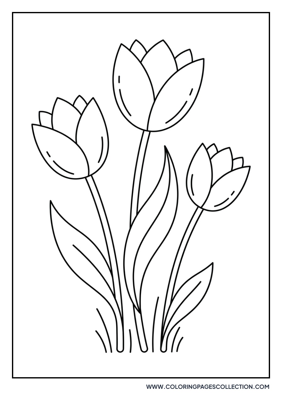 Trio of Different Sized Tulips