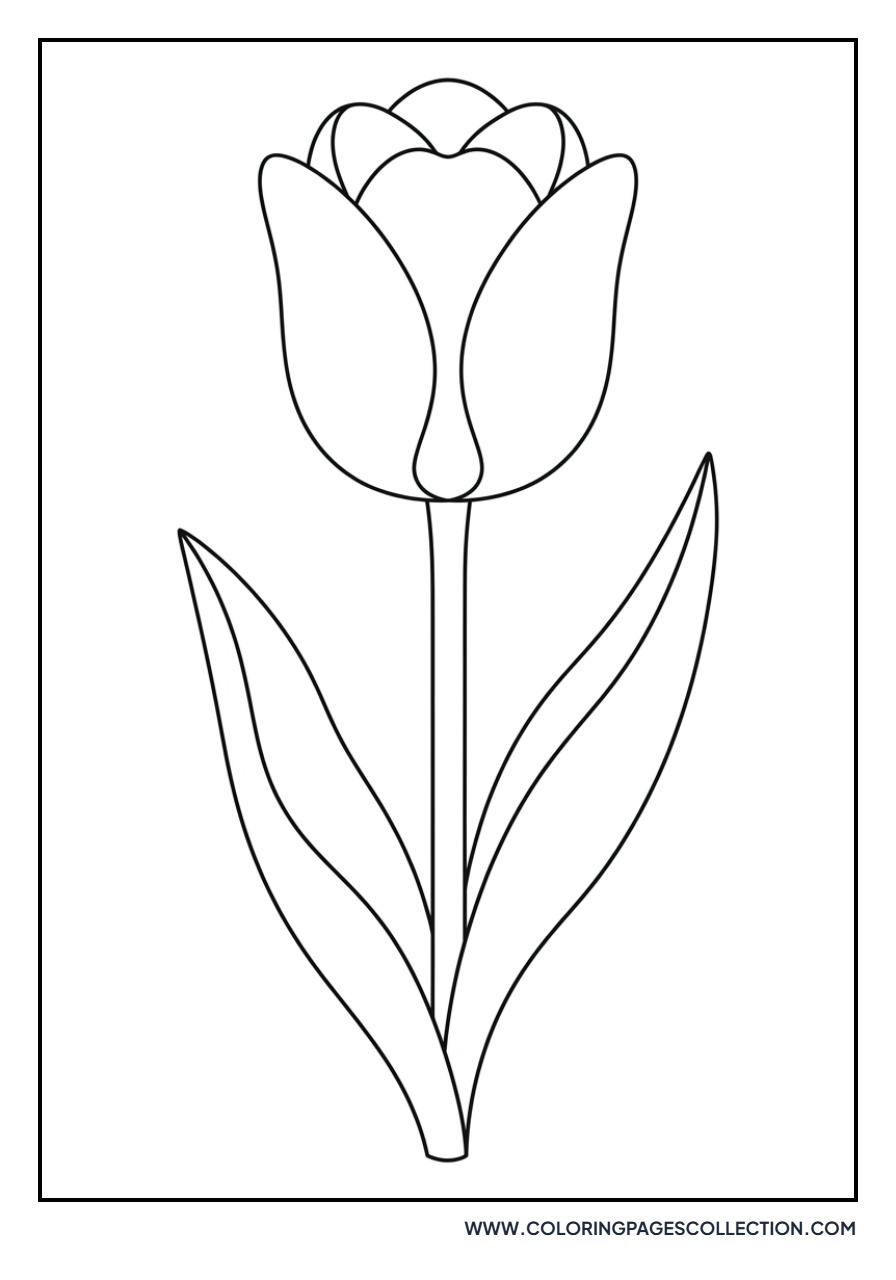 Triumph Tulip Variety
