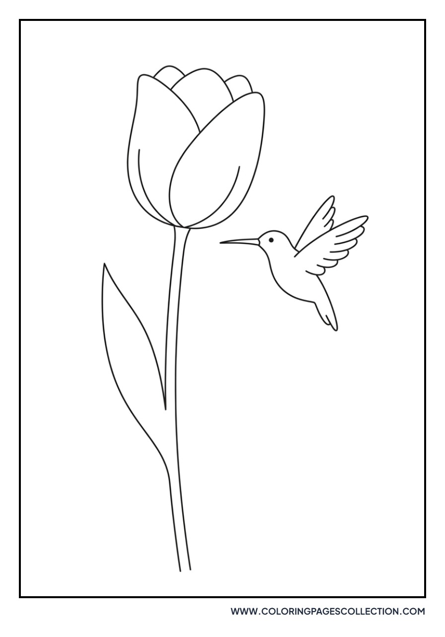 Tulip and Hummingbird