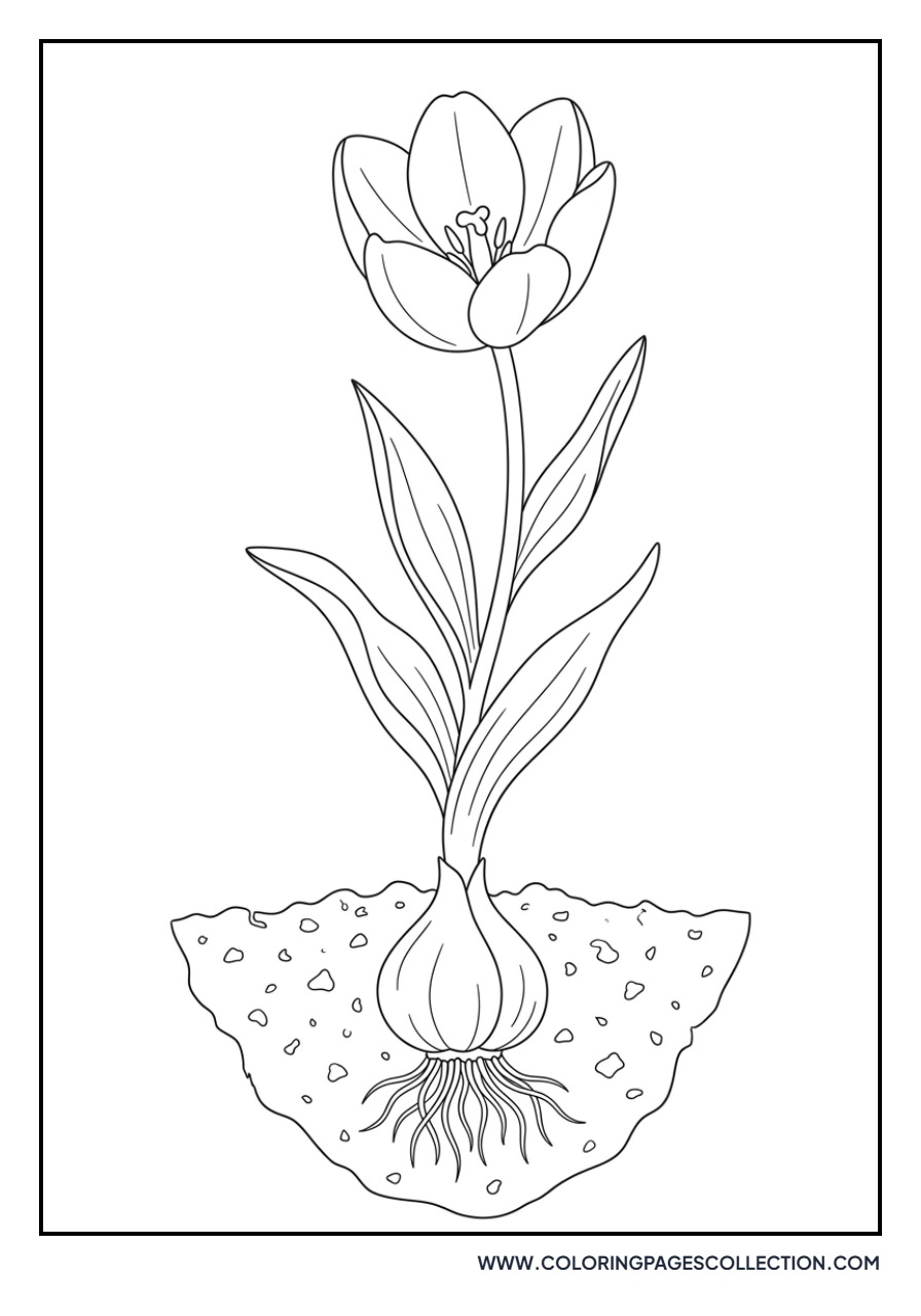 Tulip Bulb and Roots Diagram