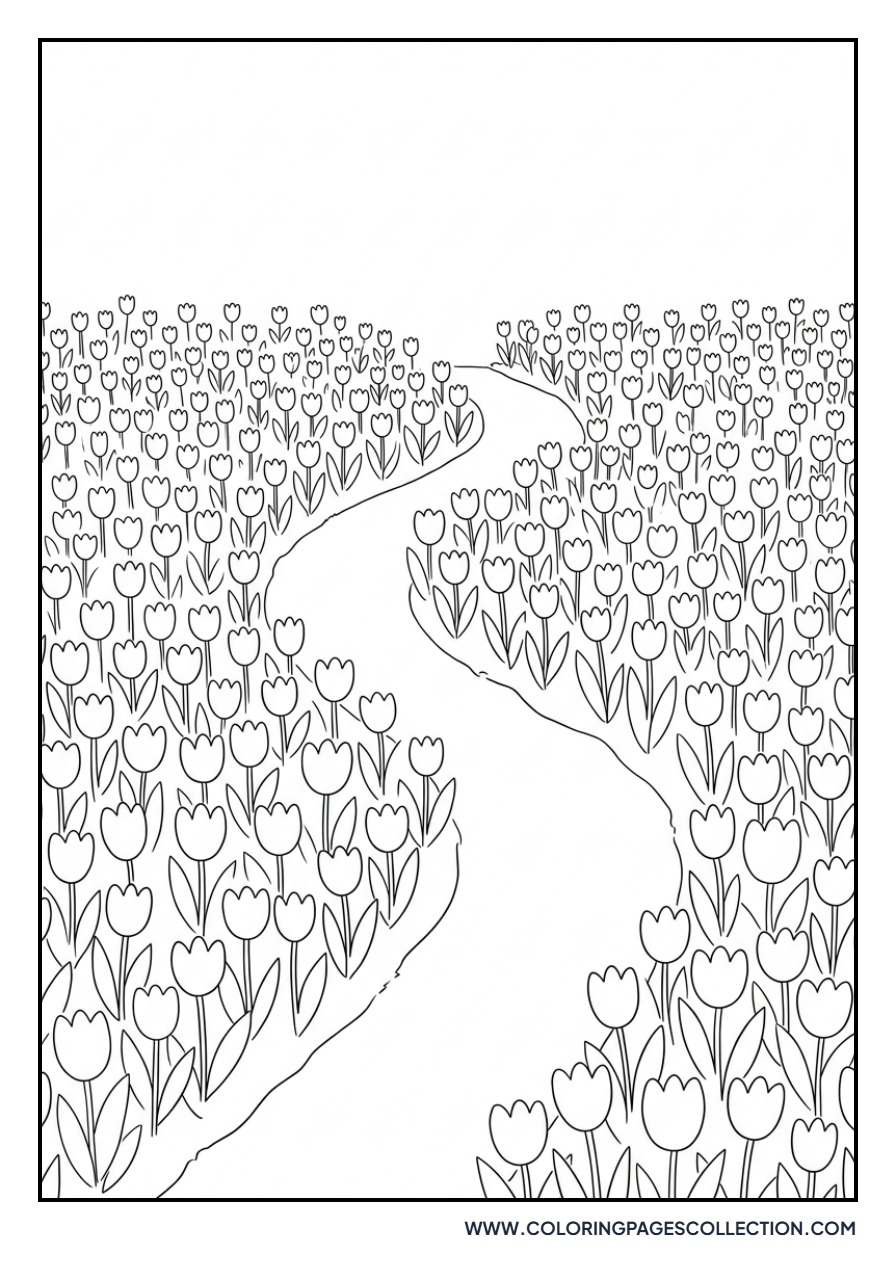 Tulip Field with a Small Path
