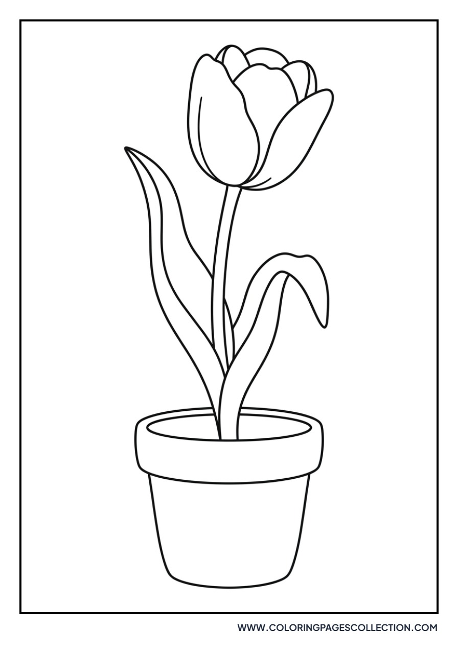 Tulip in a Terracotta Pot