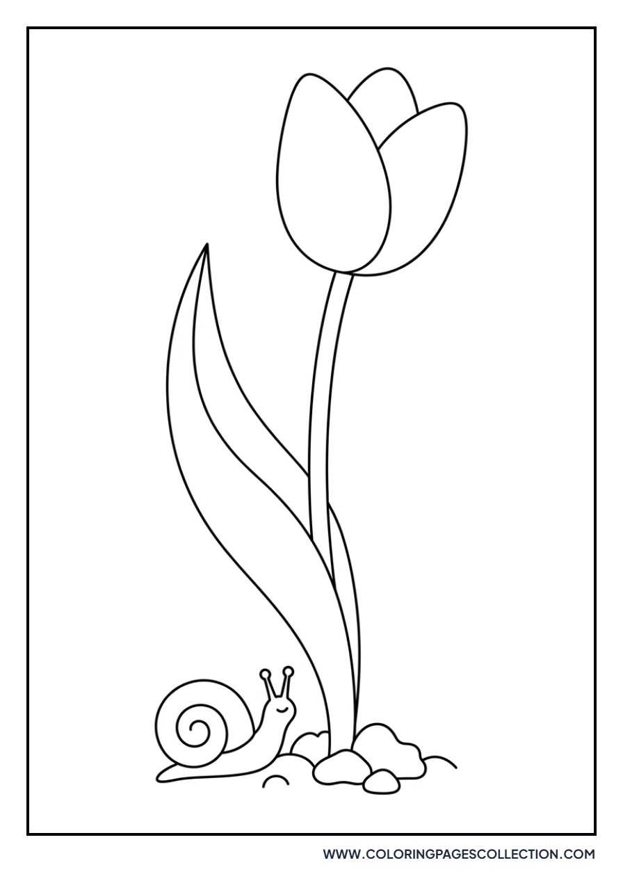 Tulips and a Snail