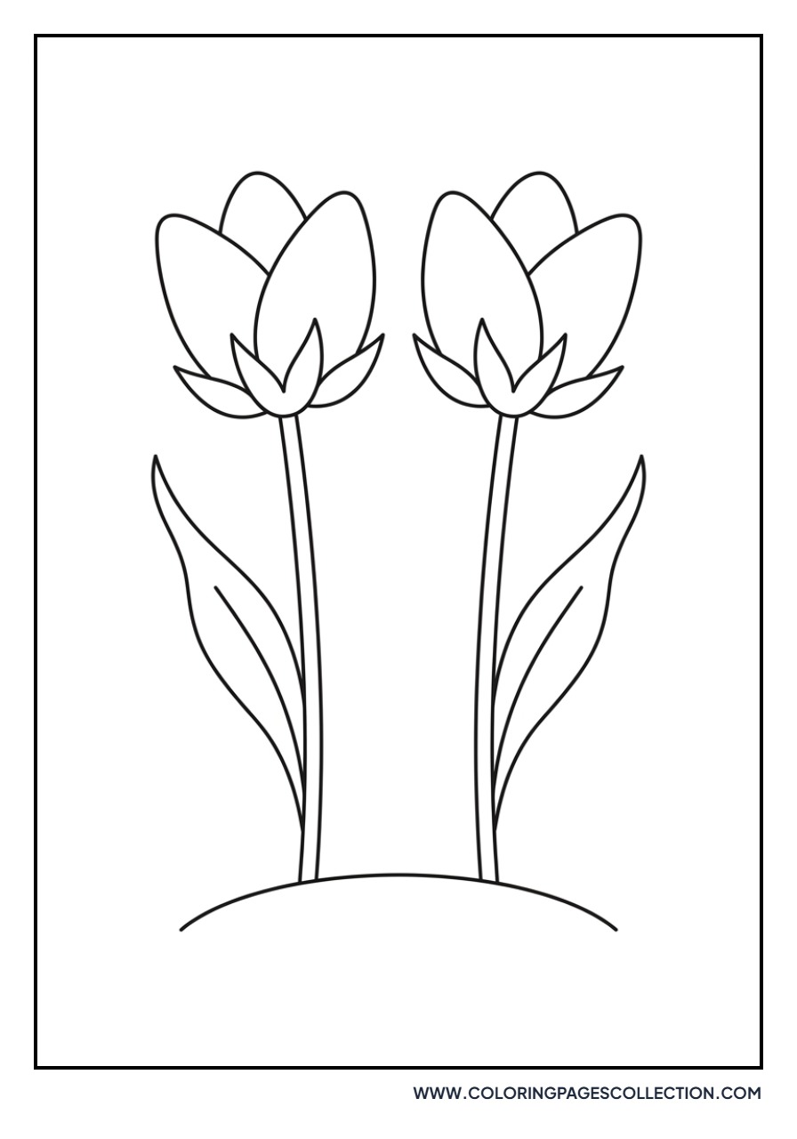 Two Friends Tulips Side by Side