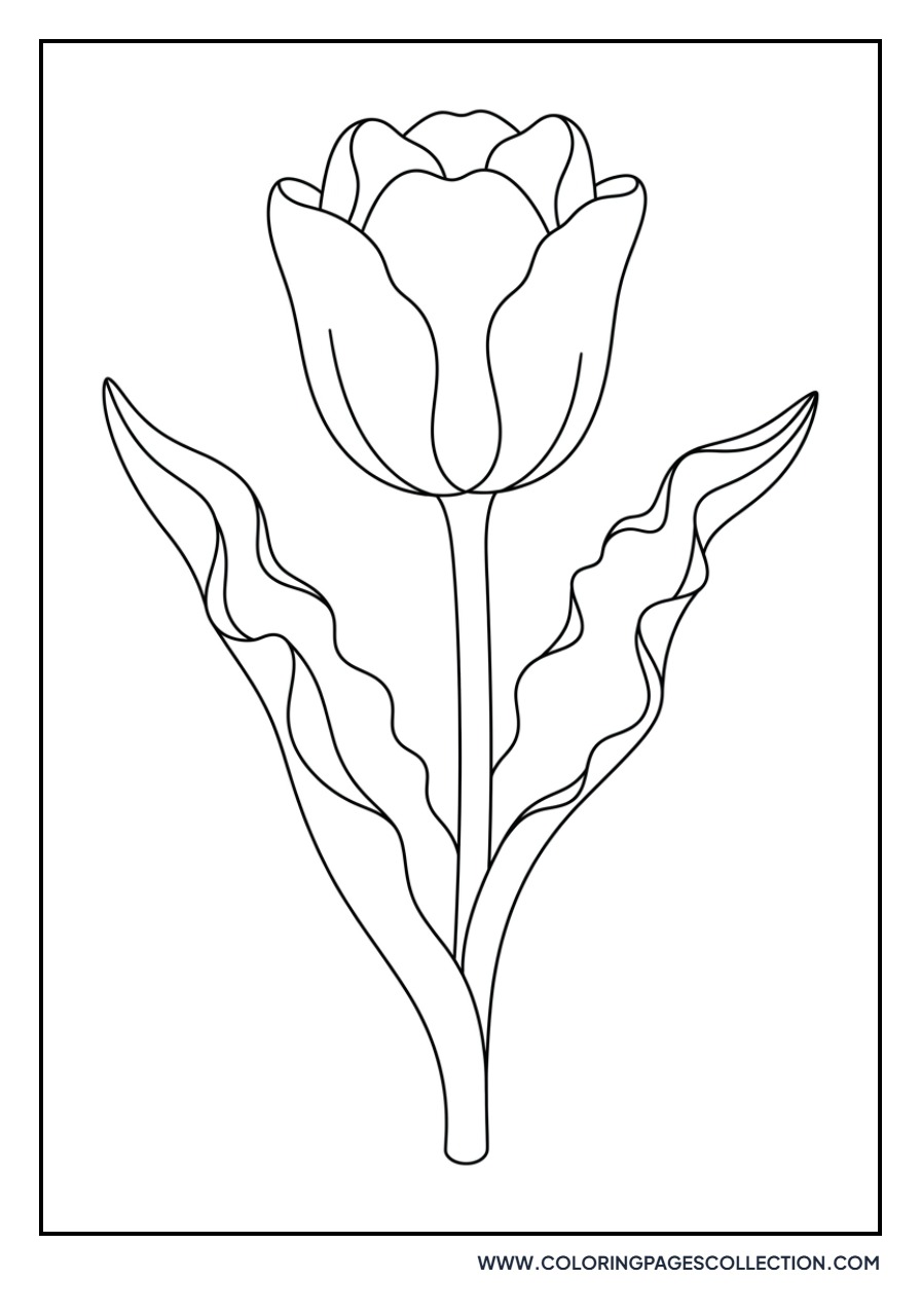 Wavy Leaf Tulip Variety