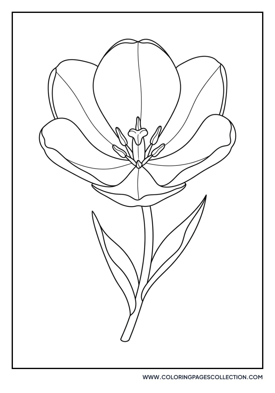 Wide-Open Blooming Tulip